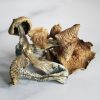 Golden Cap mushrooms